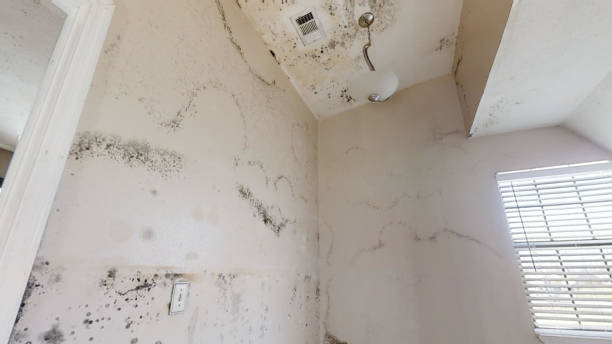 Best Mold Removal for HVAC Installations  in Owenton, KY
