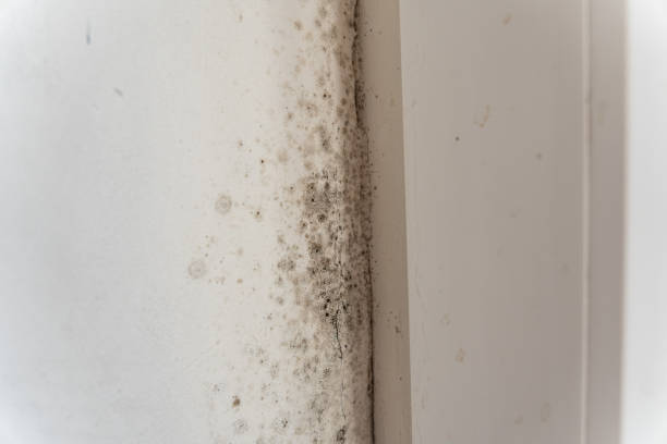 Best Residential Mold Inspection & Testing  in Owenton, KY