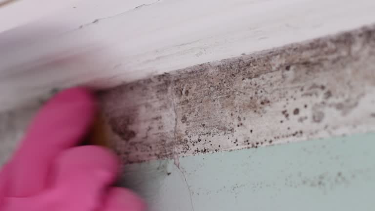 Best Emergency Mold Remediation  in Owenton, KY